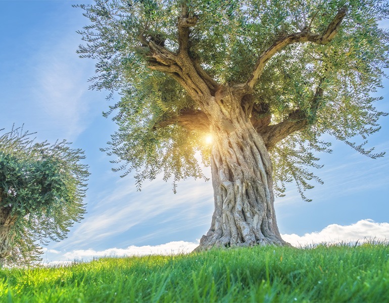 Complex Effects of Ripening Degree, Kneading Time and Temperature on Phenols, Volatiles and Sensory Quality of Oblica Extra Virgin Olive Oil