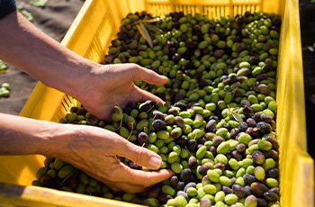 Olive Diversity and Operations Guidance